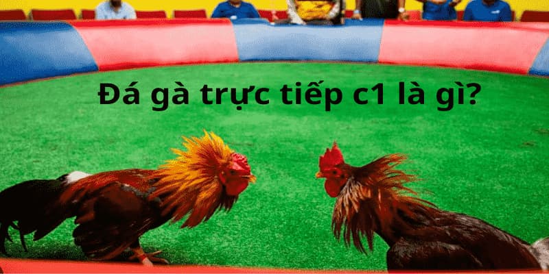 Giới thiệu hình thức đá gà C1 hấp dẫn, kịch tính