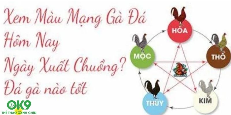 màu mạng đá gà